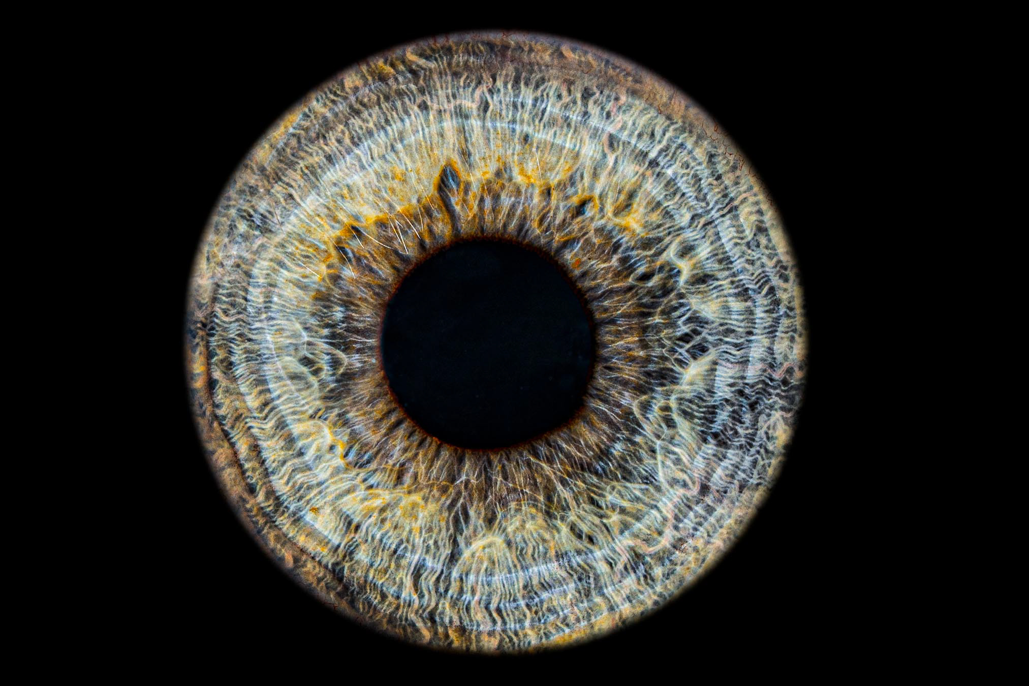 Iris Photography Norwich
