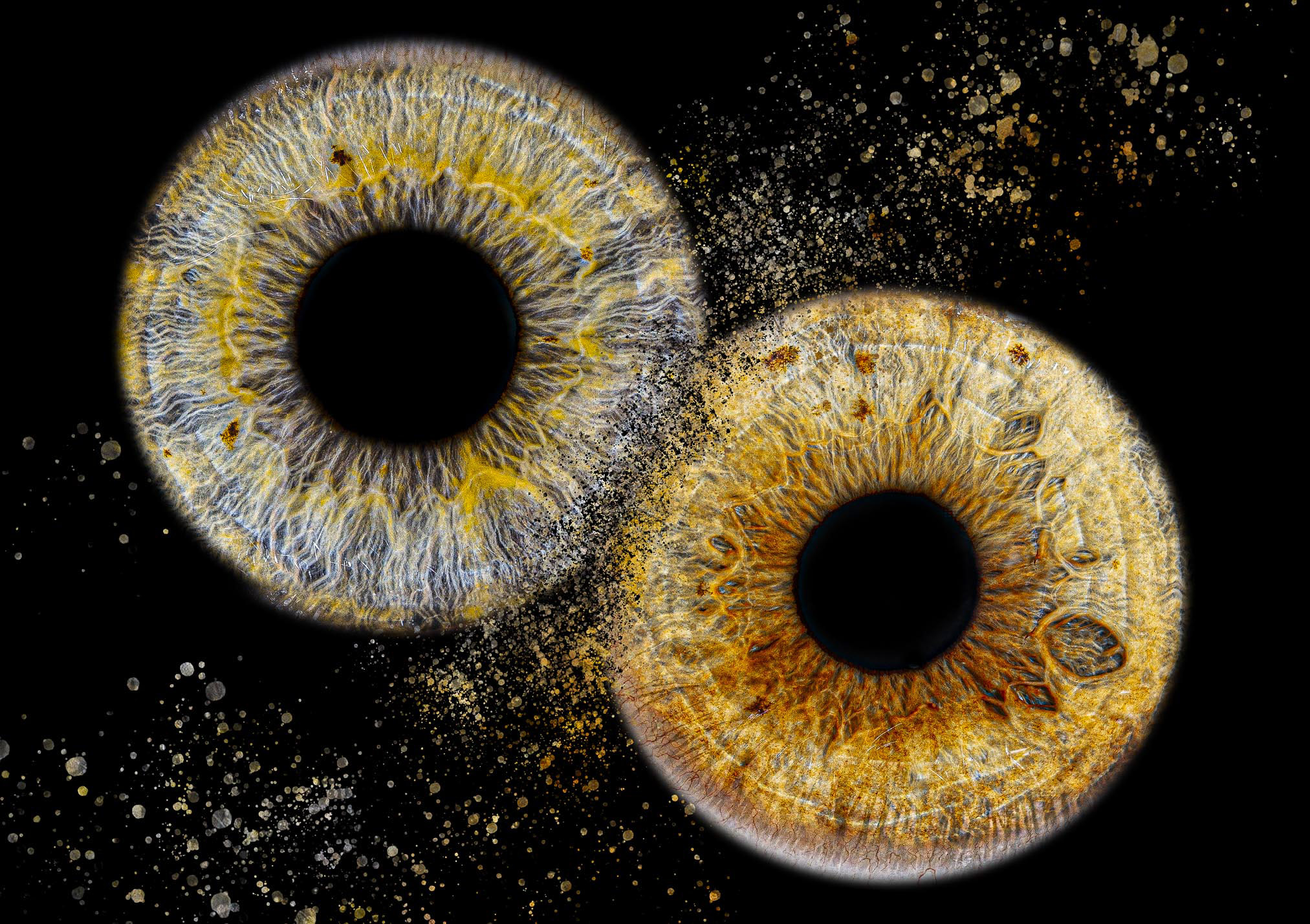 Colourful Iris Photography